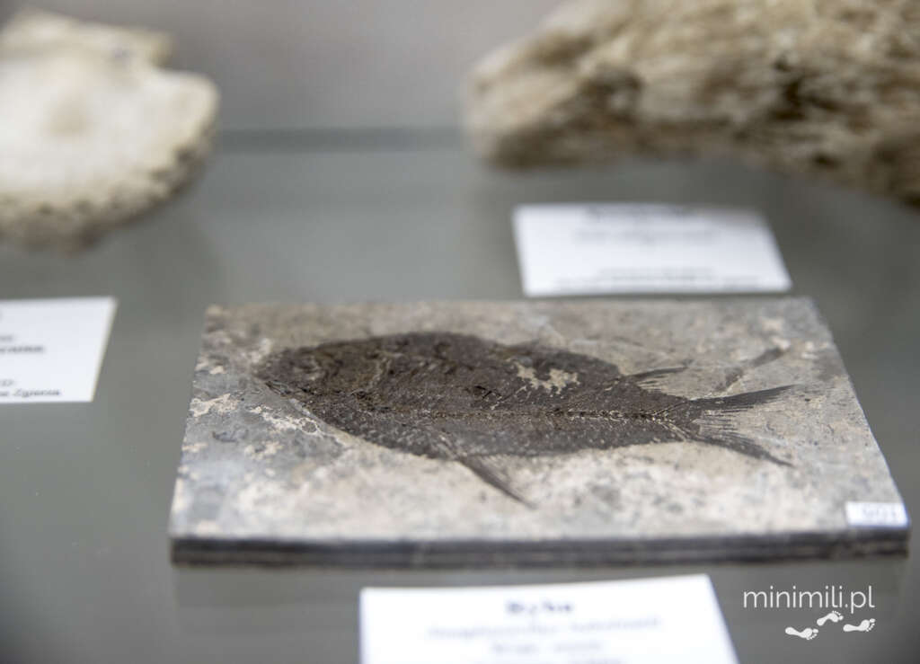 Fragment skały z odciskiem w muzeum kopalni Nowa Ruda