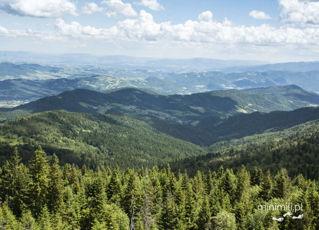 Panorama lasów Gorców widziana ze szczytu