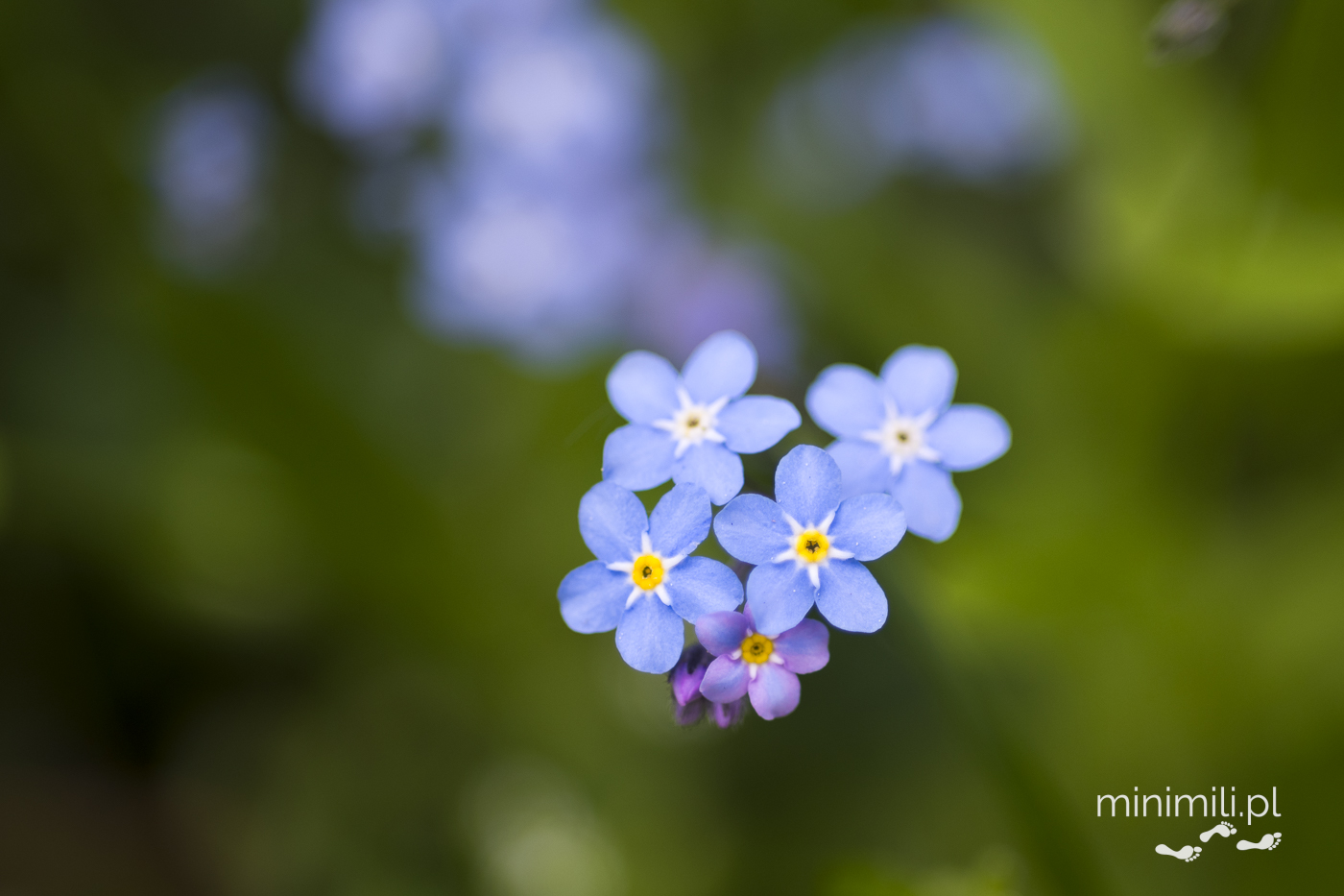 Niebieskie kwiaty wiosenne w makrofotografii