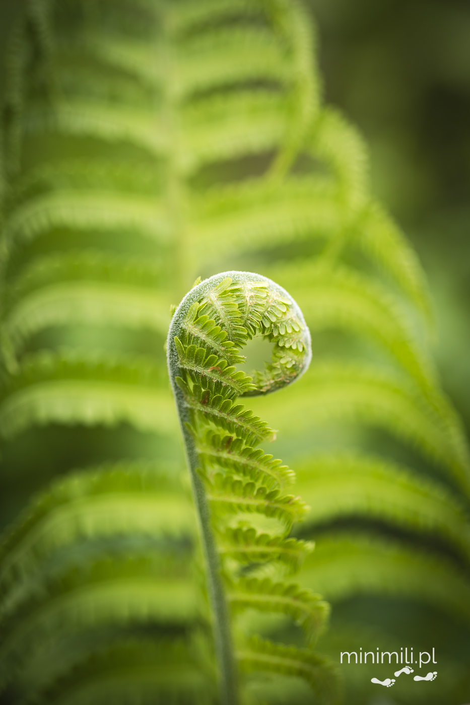 Spiralnie zwinięty liść paproci w makrofotografii