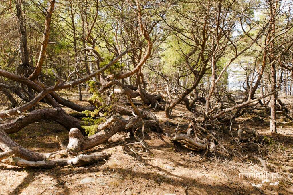 Gęsty las Trollskogen na Olandii z charakterystycznymi powyginanymi drzewami