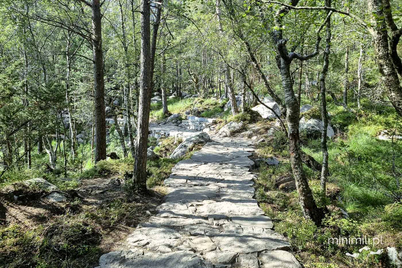 Leśny odcinek szlaku prowadzącego na Preikestolen w Norwegii