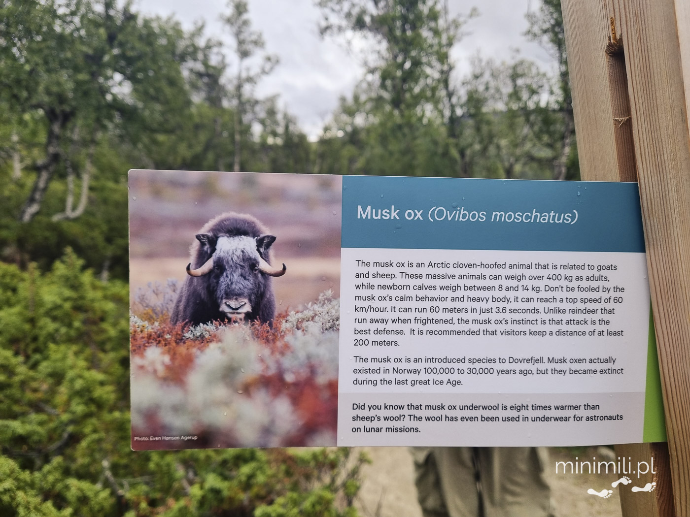 Tablica informacyjna o piżmowole na szlaku Moskusstien (Musk Ox Trail) w Norwegii