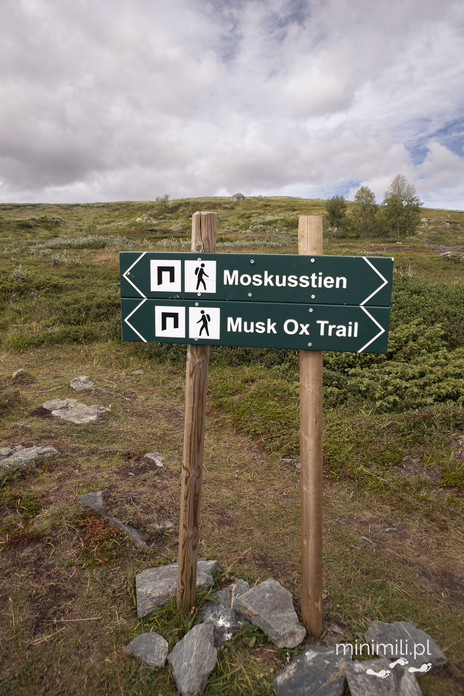Zbliżenie na znak Moskusstien / Musk Ox Trail w Dovrefjell
