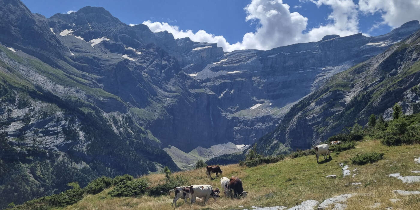 Krowy pasące się na tle gór Cirque de Gavarnie w Pirenejach