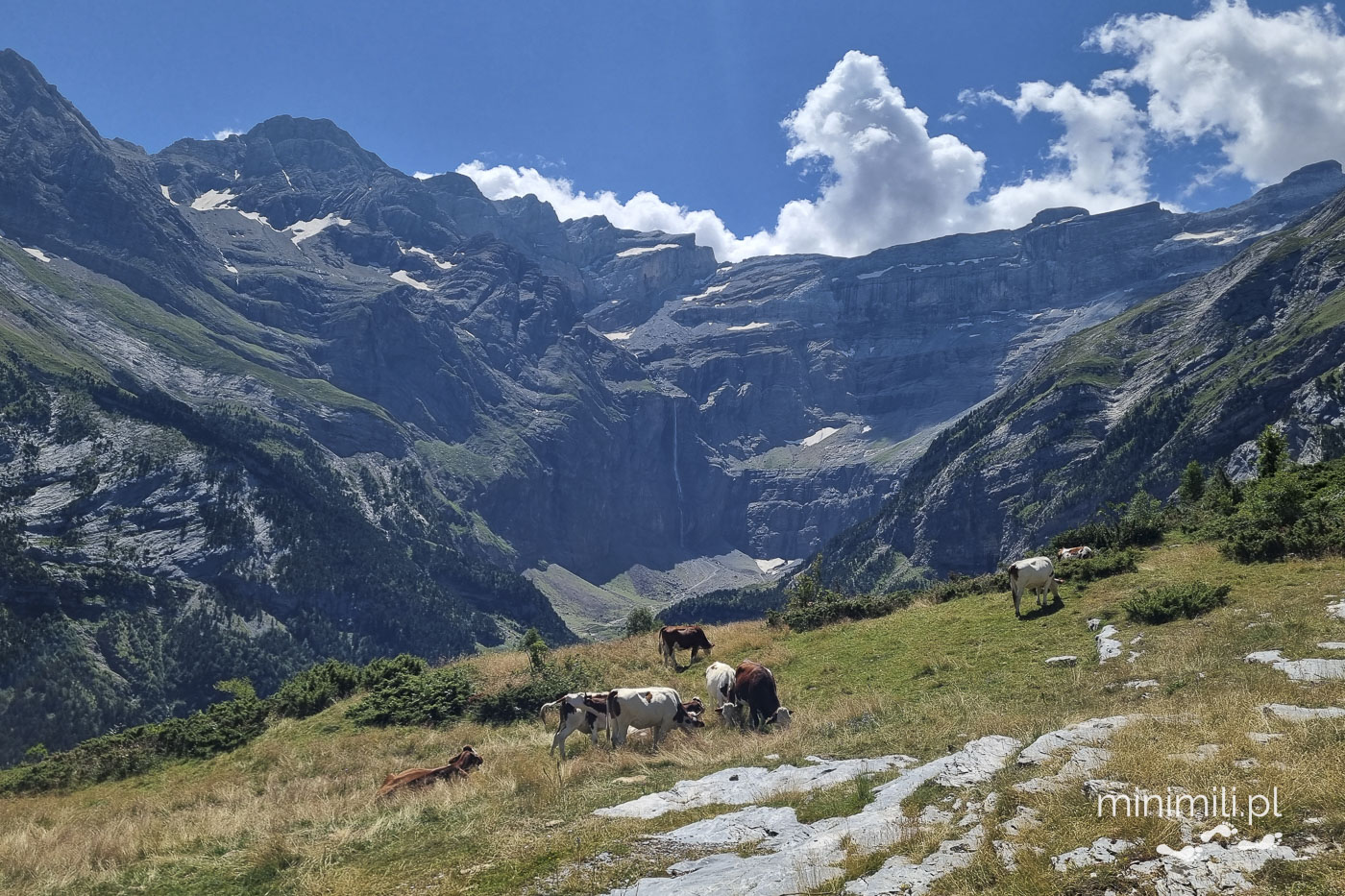 Krowy na górskiej łące z widokiem na Cirque de Gavarnie