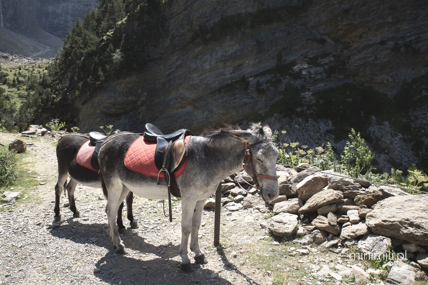 Osły transportowe z siodłami stojące przy szlaku do Cirque de Gavarnie
